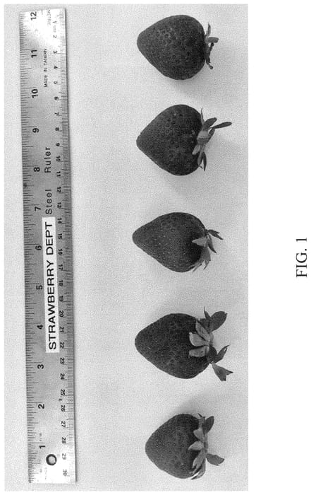 Figure 1 of US plant patent PP34775, the photograph of DrisStrawNinetySix printed in the patent.