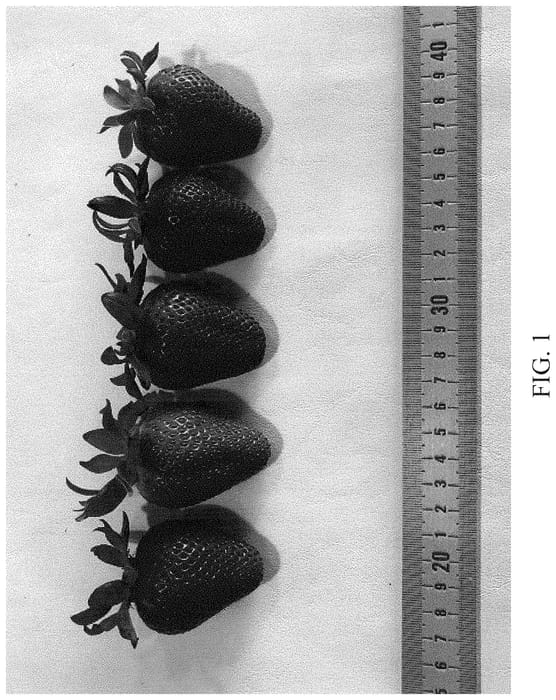 Figure 1 of US plant patent PP34776, the photograph of DrisStrawNinetyNine printed in the patent.