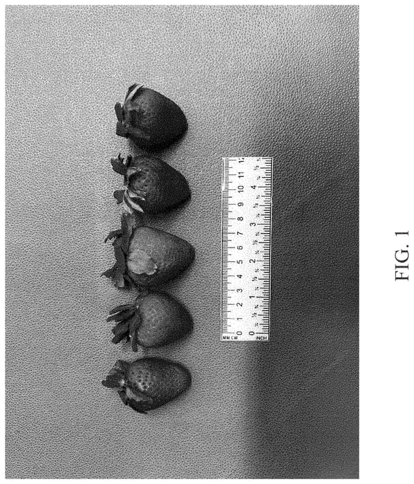 Figure 1 of US plant patent PP34777, the photograph of DrisStrawNinetyEight printed in the patent.