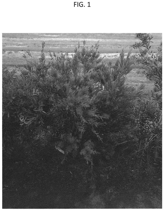 Figure 1 of US plant patent PP34778, the photograph of CNU06 printed in the patent.