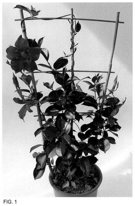 Figure 1 of US plant patent PP34779, the photograph of MAN222902 printed in the patent.