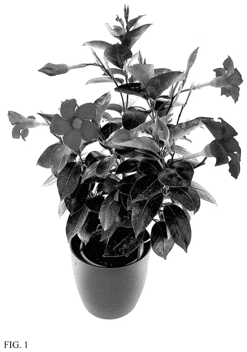 Figure 1 of US plant patent PP34780, the photograph of LVDIP1805 printed in the patent.