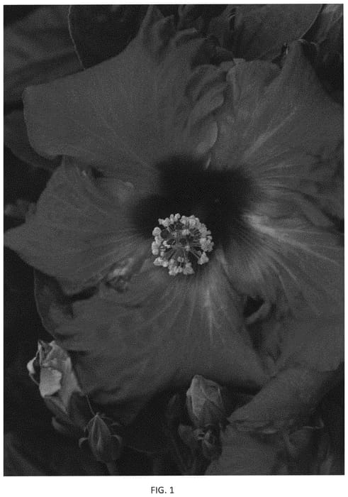 Figure 1 of US plant patent PP34782, the photograph of JBG 13008 printed in the patent.