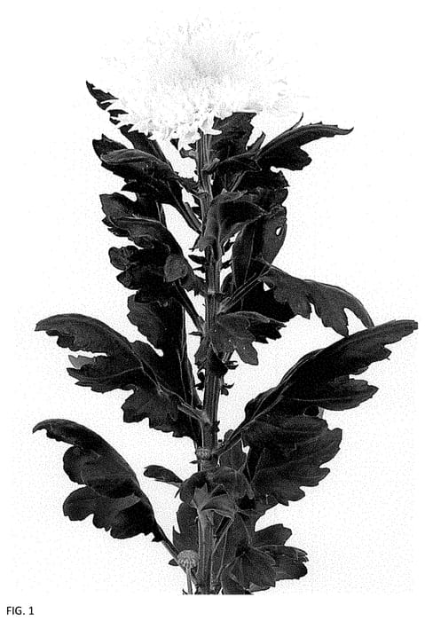 Figure 1 of US plant patent PP34783, the photograph of DLFETRW1 printed in the patent.