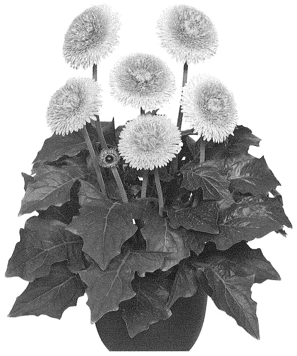 Figure 1 of US plant patent PP34784, the photograph of GLOLIP21AA printed in the patent.