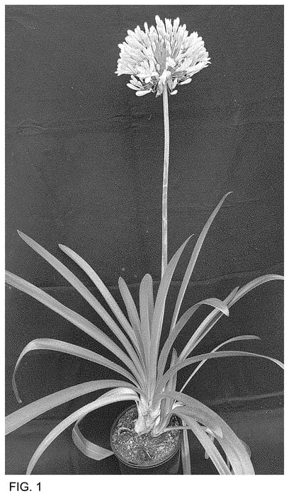 Figure 1 of US plant patent PP34785, the photograph of PMB020 printed in the patent.