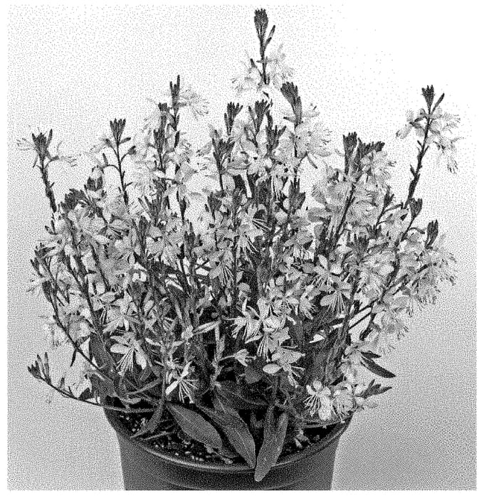 Figure 1 of US plant patent PP34786, the photograph of Dogaurgrabl printed in the patent.