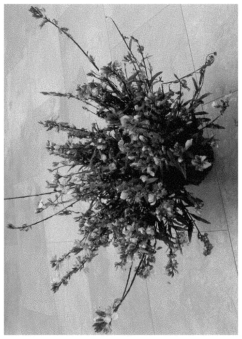 Figure 1 of US plant patent PP34787, the photograph of DOGAURGRAPI printed in the patent.