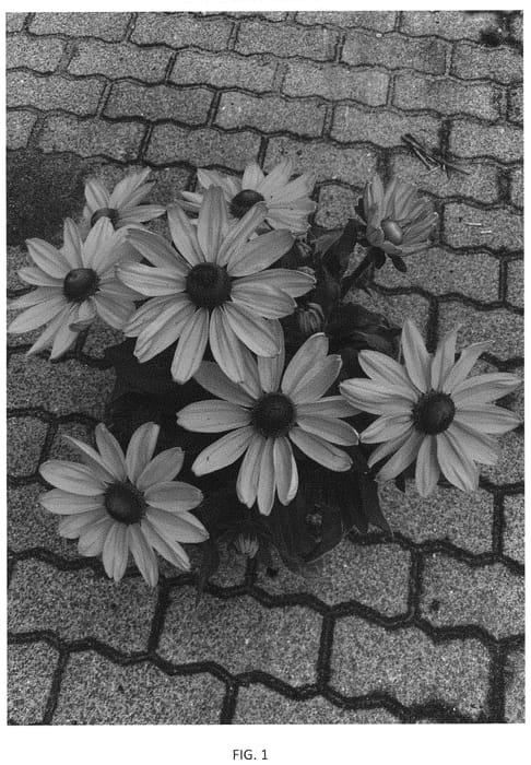 Figure 1 of US plant patent PP34788, the photograph of BullRudi 10 printed in the patent.