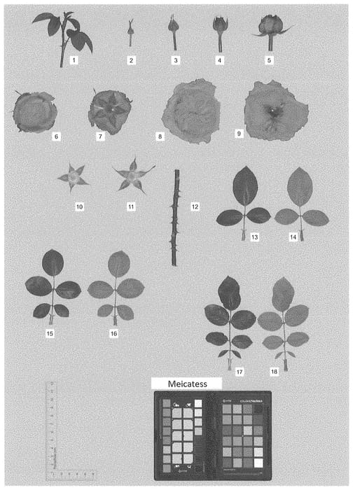 Figure 1 of US plant patent PP34789, the photograph of MEICATESS printed in the patent.