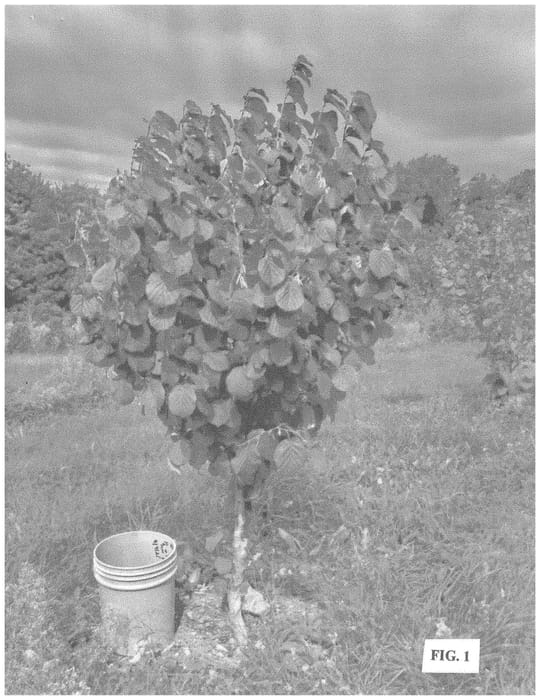 Figure 1 of US plant patent PP34790, the photograph of Photon printed in the patent.