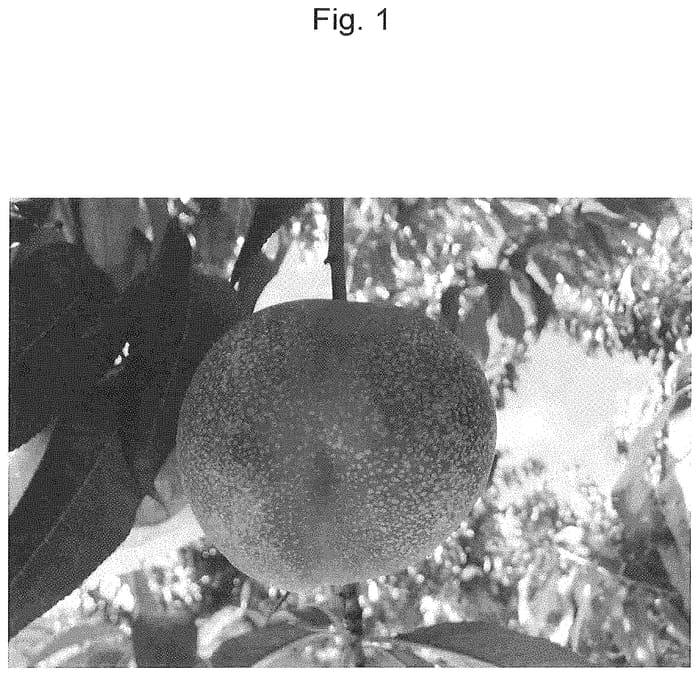 Figure 1 of US plant patent PP34791, the photograph of SWEET REI printed in the patent.