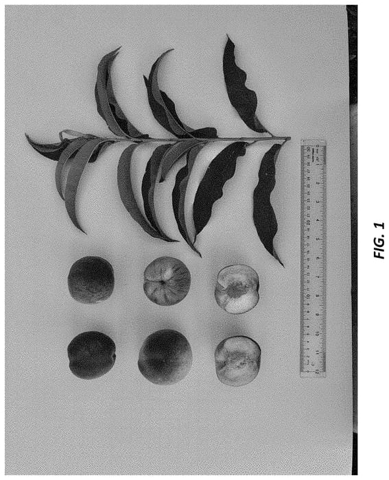 Figure 1 of US plant patent PP34792, the photograph of UFRuby printed in the patent.