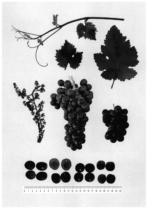 Figure 1 of US plant patent PP34793, the photograph of GENSEL 3 printed in the patent.