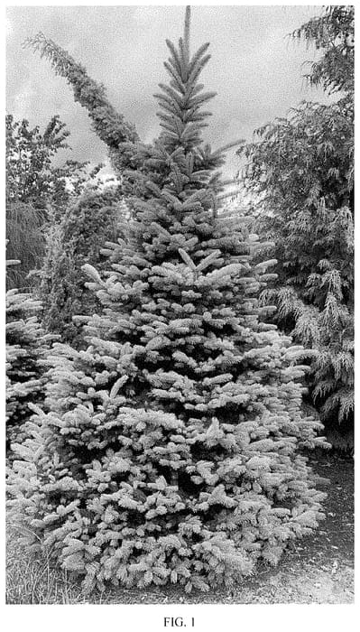 Figure 1 of US plant patent PP34795, the photograph of INHoopMo printed in the patent.
