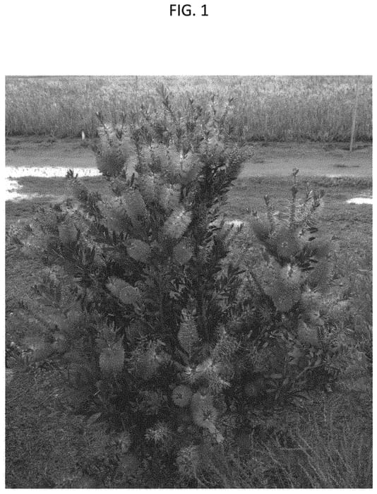 Figure 1 of US plant patent PP34796, the photograph of CNU19 printed in the patent.