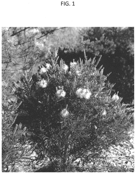 Figure 1 of US plant patent PP34797, the photograph of CNU07 printed in the patent.