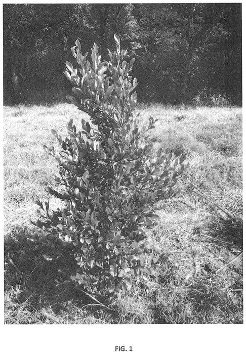 Figure 1 of US plant patent PP34798, the photograph of Whit XXXIV printed in the patent.