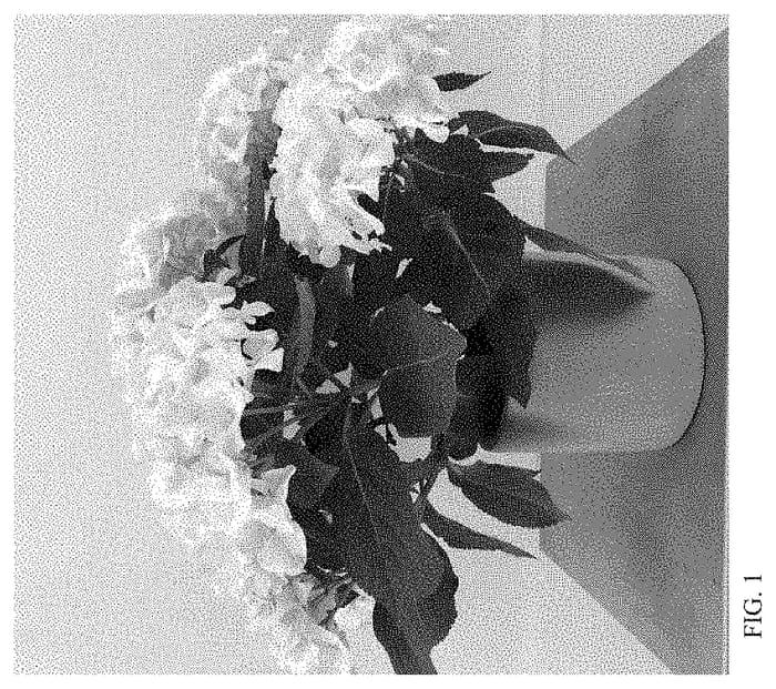 Figure 1 of US plant patent PP34799, the photograph of HIVAL printed in the patent.