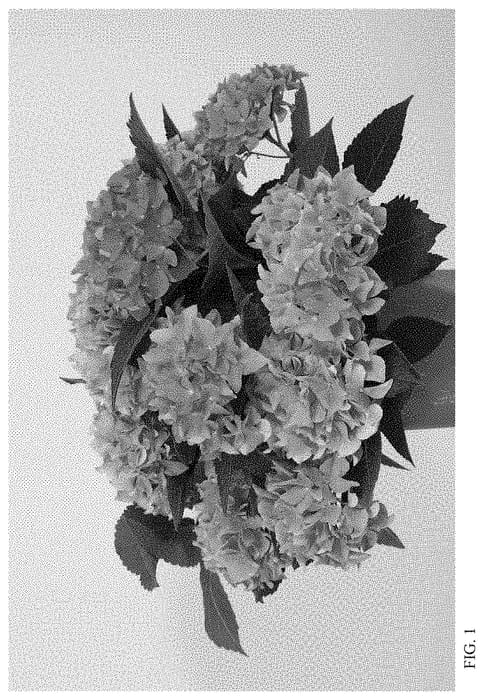 Figure 1 of US plant patent PP34800, the photograph of HIOCE printed in the patent.