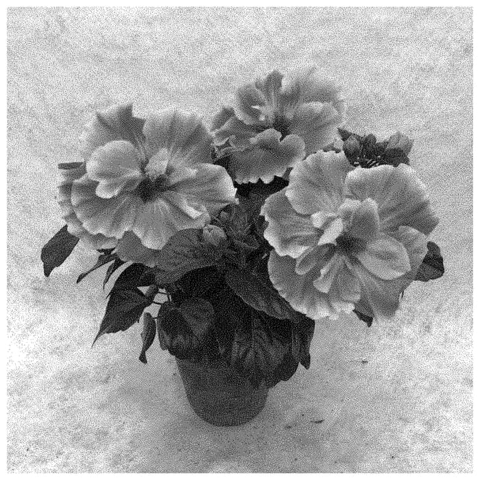 Figure 1 of US plant patent PP34801, the photograph of HQ298 printed in the patent.