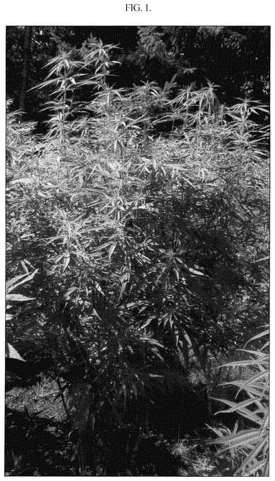 Figure 1 of US plant patent PP34802, the photograph of UNIQUE FLOWER ORIGINAL HAZE printed in the patent.