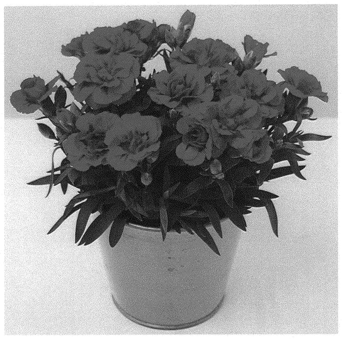 Figure 1 of US plant patent PP34803, the photograph of KLEDP20346 printed in the patent.