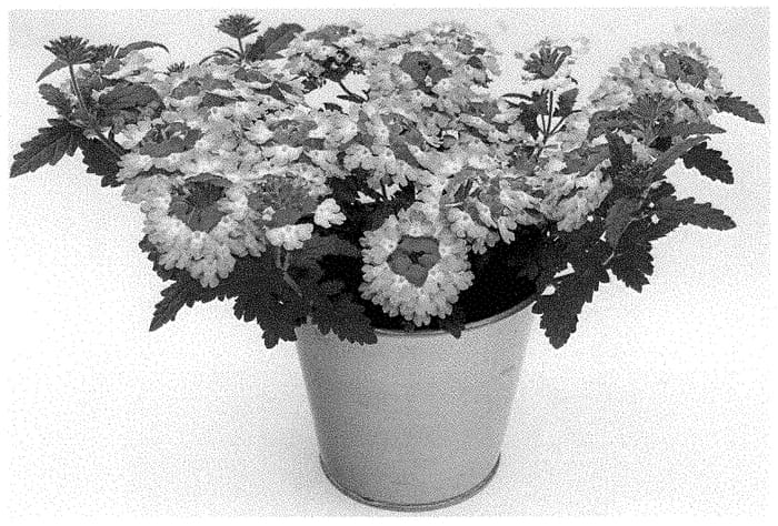 Figure 1 of US plant patent PP34804, the photograph of KLEVP21048 printed in the patent.