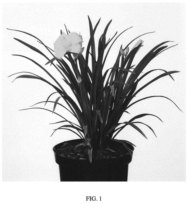 Figure 1 of US plant patent PP34805, the photograph of VER00329 printed in the patent.