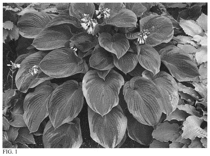 Figure 1 of US plant patent PP34806, the photograph of Terms of Endearment printed in the patent.
