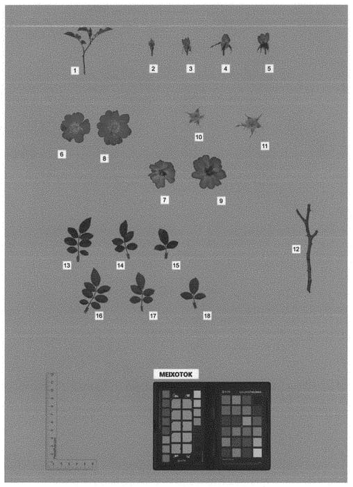 Figure 1 of US plant patent PP34807, the photograph of MEIXOTOK printed in the patent.