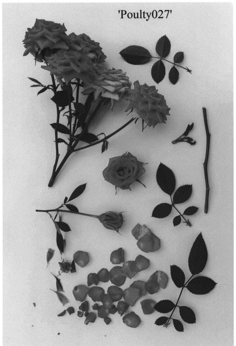 Figure 1 of US plant patent PP34808, the photograph of Poulty027 printed in the patent.