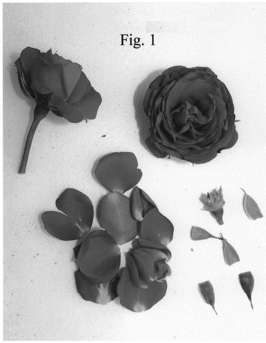 Figure 1 of US plant patent PP34810, the photograph of Poulpar126 printed in the patent.