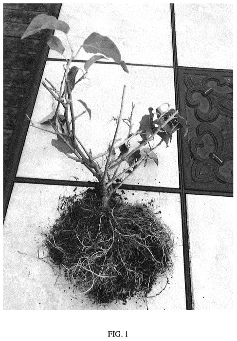 Figure 1 of US plant patent PP34812, the photograph of YNRT-1 printed in the patent.