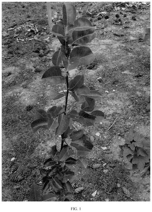 Figure 1 of US plant patent PP34813, the photograph of ViruTherm-2 printed in the patent.