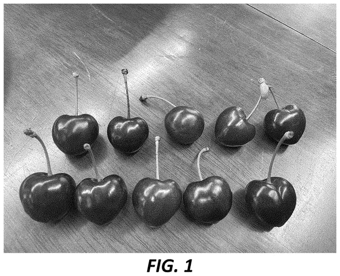 Figure 1 of US plant patent PP34814, the photograph of JT1 printed in the patent.