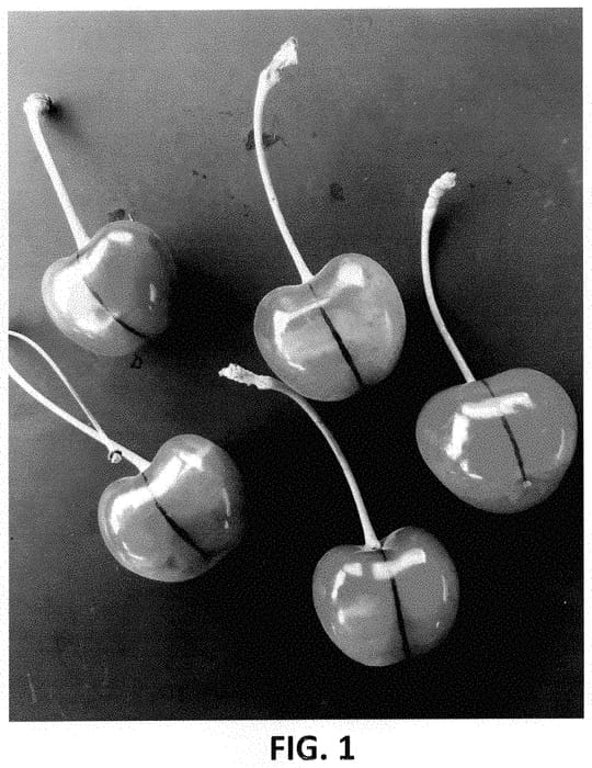 Figure 1 of US plant patent PP34815, the photograph of HR87 printed in the patent.