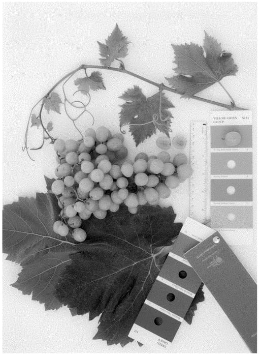 Figure 1 of US plant patent PP34816, the photograph of IFG Forty-eight printed in the patent.