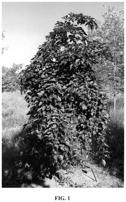 Figure 1 of US plant patent PP34817, the photograph of JFS 6SJ printed in the patent.