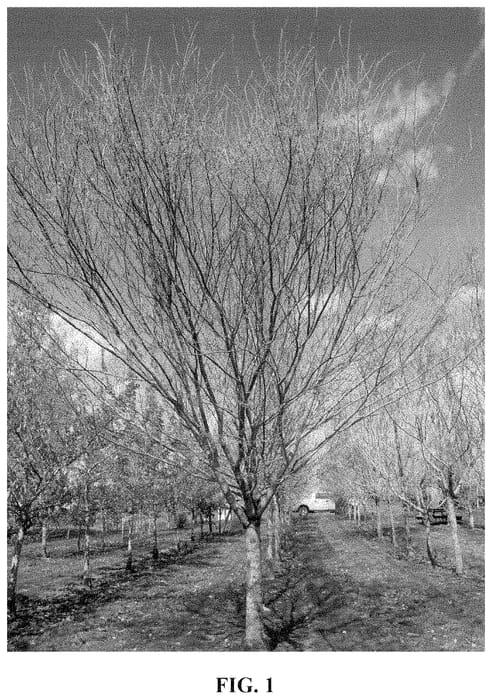 Figure 1 of US plant patent PP34818, the photograph of JFS KW4ZS printed in the patent.