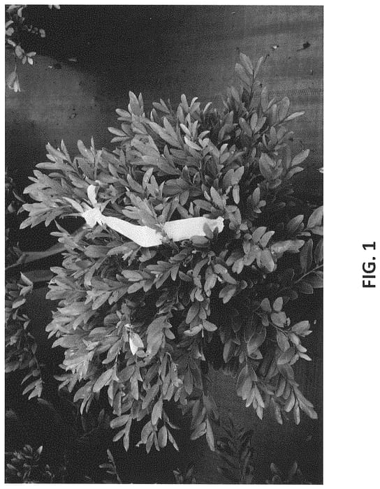 Figure 1 of US plant patent PP34819, the photograph of DISmd-24-18 printed in the patent.