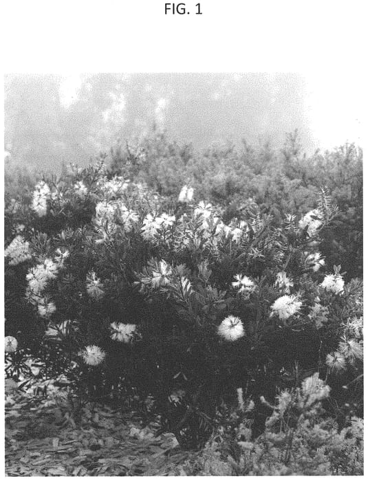 Figure 1 of US plant patent PP34820, the photograph of CNU15 printed in the patent.