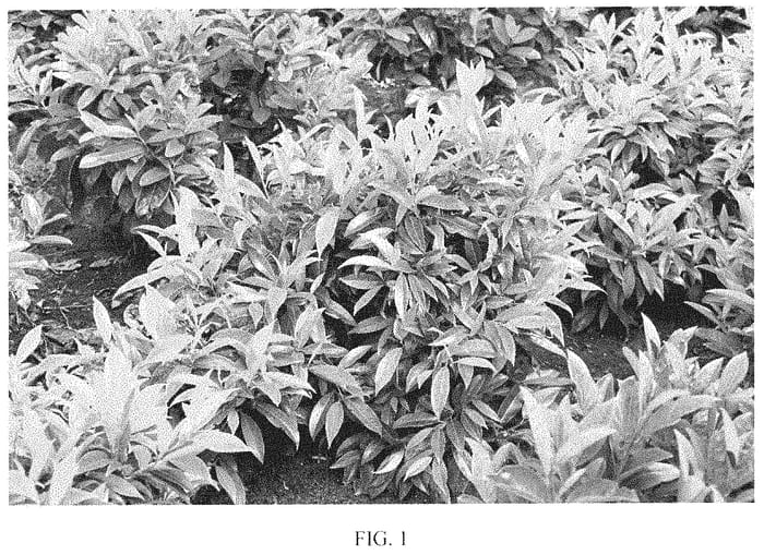 Figure 1 of US plant patent PP34821, the photograph of JOPRU3 printed in the patent.