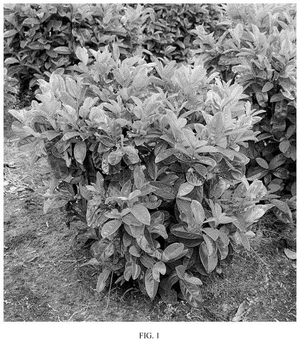 Figure 1 of US plant patent PP34822, the photograph of JOPRU2 printed in the patent.