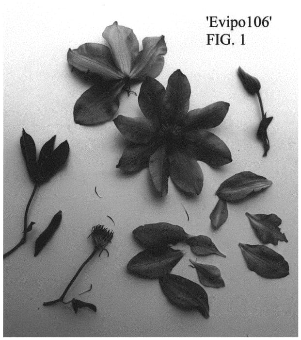 Figure 1 of US plant patent PP34823, the photograph of Evipo106 printed in the patent.