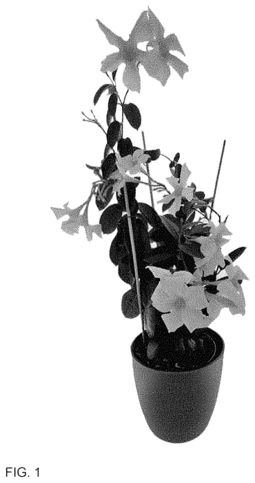 Figure 1 of US plant patent PP34824, the photograph of Inmanliabr printed in the patent.