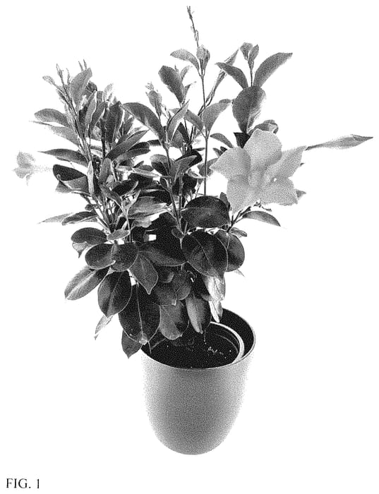 Figure 1 of US plant patent PP34825, the photograph of LVDIP1807 printed in the patent.
