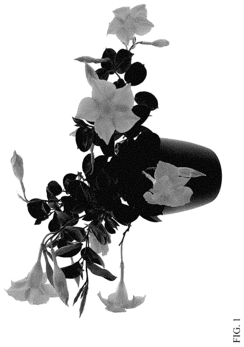 Figure 1 of US plant patent PP34826, the photograph of LVDIP1601 printed in the patent.