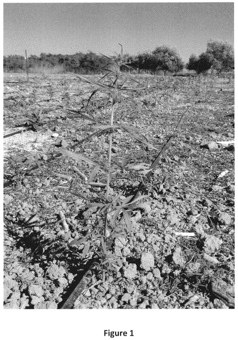 Figure 1 of US plant patent PP34828, the photograph of 3 Crop printed in the patent.
