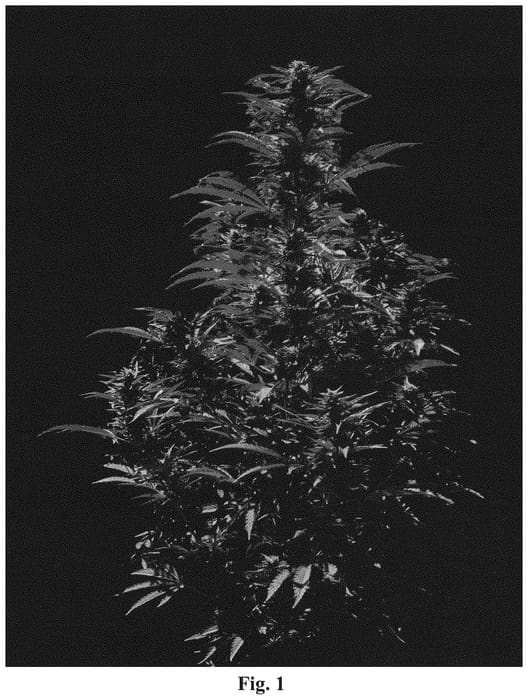 Figure 1 of US plant patent PP34829, the photograph of Cannabis plant named BAGZXCD6-PA#2 printed in the patent.